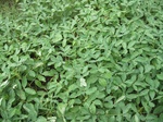 15750IMG_4838.JPG