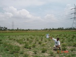 6185031c-irrigated-supplemental-tank-rice-double-crop.jpg