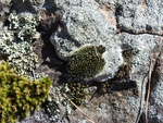 2017-06-12_12-55-17_DSCN3647.JPG