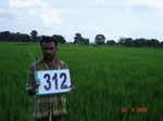 74310312a-irrigated-supplemental-tank-rice.jpg