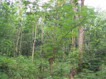 540710052008(14).JPG