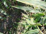 10357vp-049-Irrigated (SW) maize-gram-strips-a2.jpg