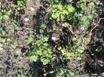 8148vp-030-Irrigated (Surface water) cotton-a.jpg