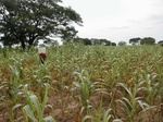 12248GT069_Mais_Soybean_Parkia.JPG