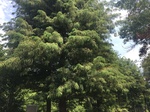 2017-09-12_12-46-55_141ABD84-C753-4F3C-B5A4-31E733251C82.jpg