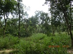 2012-09-26_20-48-27_CIMG1013.JPG