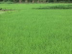 2012-09-07_10-16-13_CIMG6691.JPG