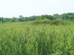 17580100_2517.JPG