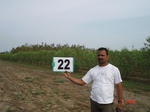 6155022a-rainfed-plantation-mixed-tobacco.jpg