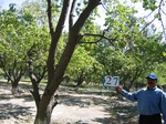 8021027-Orchards (Surface water) apricot-a.jpg