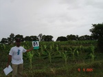 6374081a-irrigated-supplemental-tubewell-banana-rice-groundnut-castrol.jpg