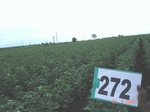 73030272b-irrigated-supplemental-groundwater-cotton-dominant-maize.jpg