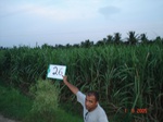 6168026a-irrigated-groundwater-pennar-delta-mixed-crop-sugarcane-rice-banana.jpg