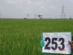 72340253a-irrigated-supplemental-tank-rice-wheat-doublecrop.jpg