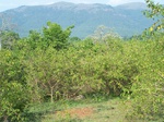 17600100_2537.JPG