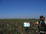 10168011-irrri-cotton-sw-1b.jpg