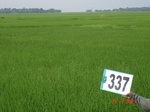 132140337b-rainfed-agriculture-rice.gif