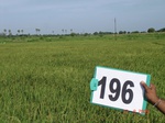 70590196a-irrigated-supplemental-groundwater-rice.jpg
