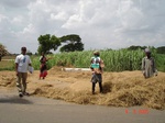 6301058d-irrigated-supplemental-major-groundwater-rice-dominant-sugarcane-doublecrop.jpg
