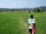 74650321a-irrigated-supplemental-tank-rice.jpg