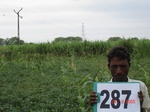 73480287c-irrigated-(supplemental)-rainfed-agriculture-sugarcane-dominant-soyabean.jpg