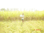 6580gt069-cropland-1.jpg