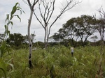 12156GT153_G_corn_Weedy.JPG