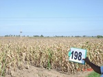 70670198c-irrigated-supplemental-major-groundwater-mixed-crop-maize-largearea-turmeric-doublecrop.jpg