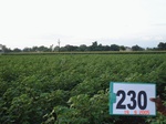 71590230a-rainfed-agriculture-cotton.jpg