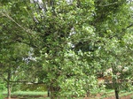 16189IMG_4948.JPG