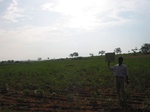 7984gt98a_cropland_grains.jpg