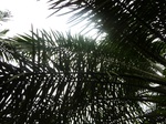 20081P1010932.JPG