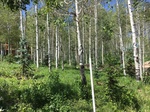 2017-07-03_13-00-51_1D537A55-EBDB-4135-B444-861E41044BD6.jpg