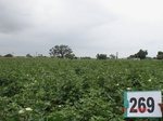 72910269b-irrigated-supplemental-groundwater-openwell-mixed-crop-chilli-dominant-cotton-maize.jpg