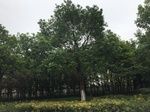 2017-09-10_08-39-56_155916F3-C0BD-4045-89C0-2BDD2FAEF35E.jpg