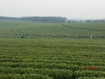 38891CIMG4417.JPG