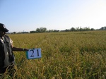 10188021-irri-rice-sw--saline-1b.jpg