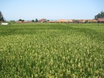 15449IMG_4325.JPG
