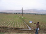 8039036-Irrigated (Surface water) winter wheat-a.jpg