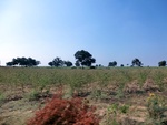 41259CIMG8096.JPG