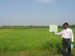 7767gt022a-cropland-irrigated-rice-plantations-moasic.jpg