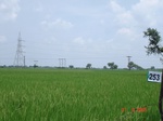 72360253c-irrigated-supplemental-tank-rice-wheat-doublecrop.jpg