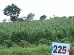 71450225b-rainfed-agriculture-mixedcrop-cotton-sorghum-gram.jpg