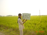 11406gt170-cropland-1.jpg