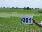 70760201b-irrigated-canal-rice.jpg