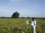 70480192a-rainfed-agriculture-mixedcrop-blackgram-soyabean-cotton-gram.jpg