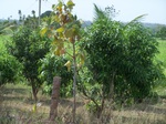 488202052008(76).JPG
