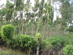 15676IMG_4750.JPG