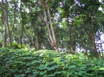 547011052008(40).JPG