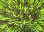 1804220100120_gt02b_Agriculture_Rice_Irrigated_Triple_Continous.JPG